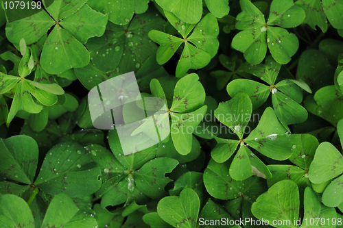 Image of green leaves background