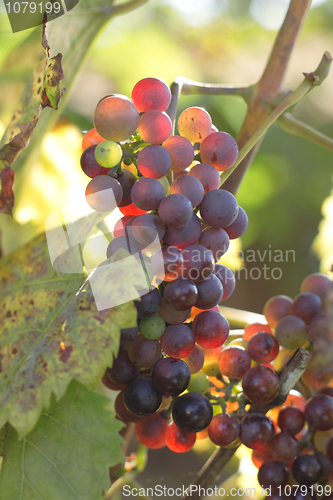 Image of red grapes