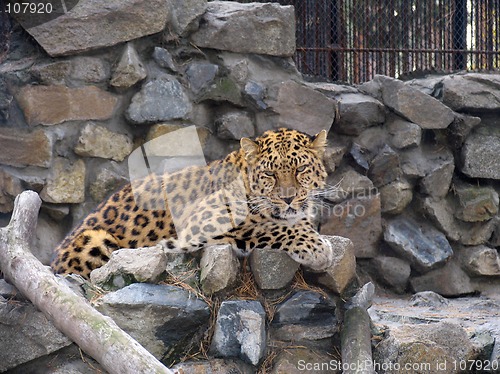 Image of Far-Eastern leopard