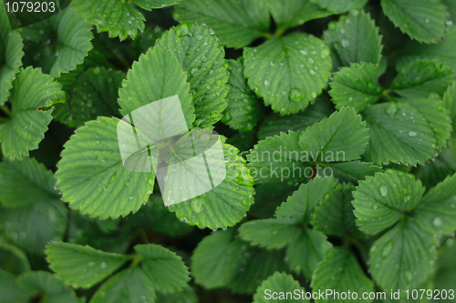 Image of strawberry leaves background