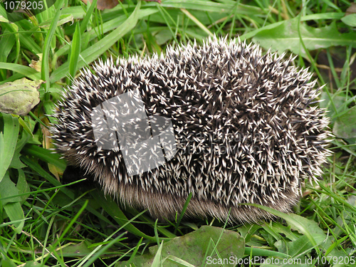 Image of hedgehog