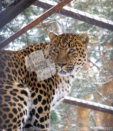 Image of Caucasian leopard