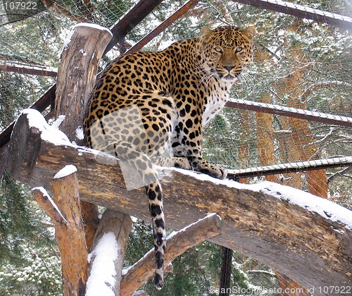 Image of Caucasian leopard