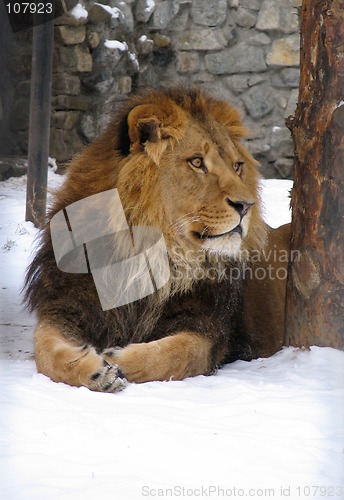 Image of African lion