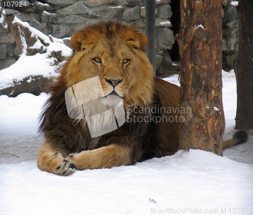 Image of African lion