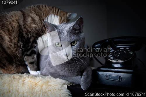 Image of Two cats with antique phone