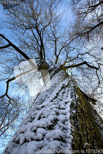 Image of Tree in Winter