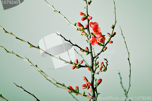 Image of Cherry Blossoms