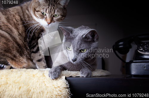 Image of Two cats with antique phone