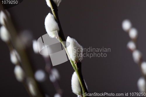 Image of Willow catkin