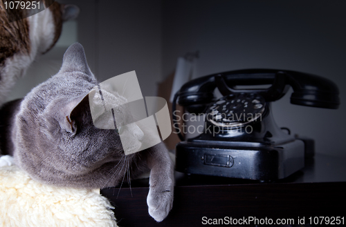 Image of Two cats with antique phone