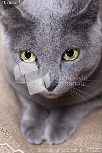 Image of Cat face