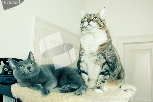 Image of Two Cats