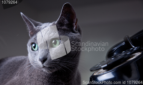 Image of Two cats with antique phone