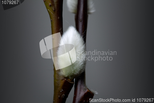 Image of Willow catkin