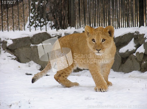 Image of Lion baby