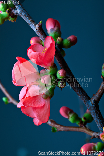 Image of Cherry Blossoms