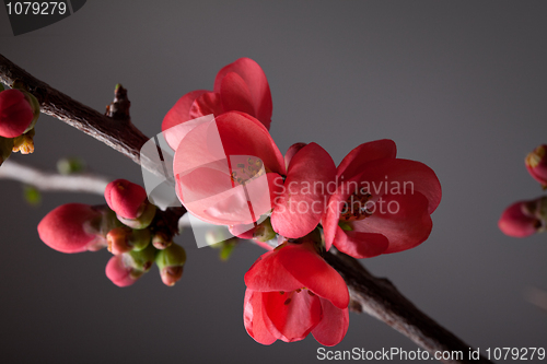 Image of Cherry Blossoms