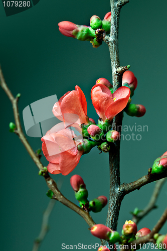 Image of Cherry Blossoms