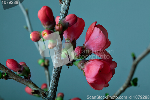 Image of Cherry Blossoms