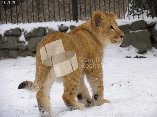 Image of Lion baby