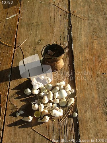 Image of Shells