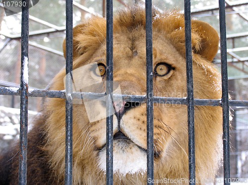 Image of African lion