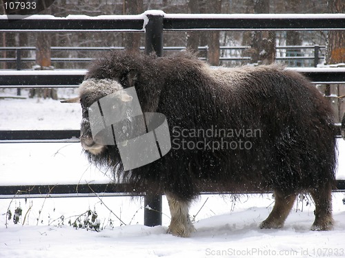 Image of Musk-ox