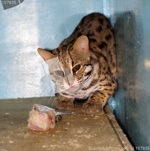 Image of Ocelot