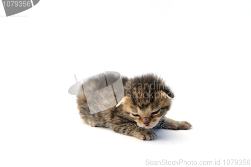 Image of Kitten over white background