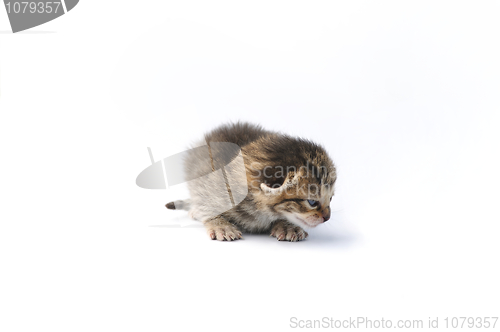 Image of Kitten over white background