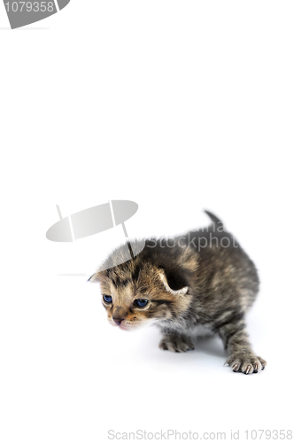 Image of Kitten over white background