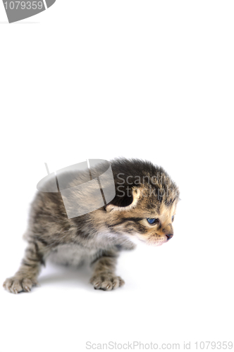 Image of Kitten over white background