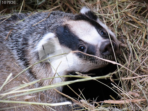 Image of Badger