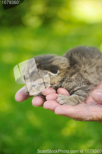 Image of Hands of senior woman holding little kitten