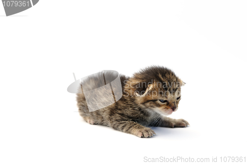 Image of Kitten over white background