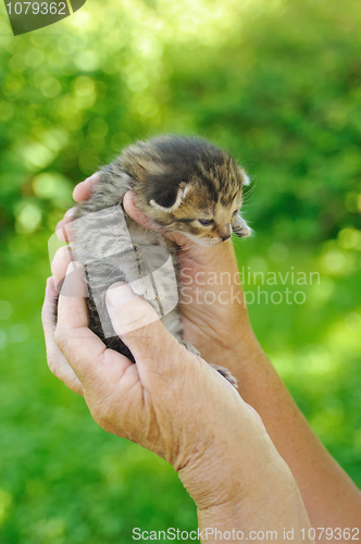 Image of Hands of senior woman holding little kitten