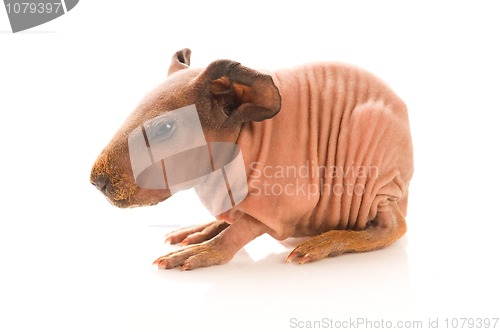 Image of skinny guinea pig