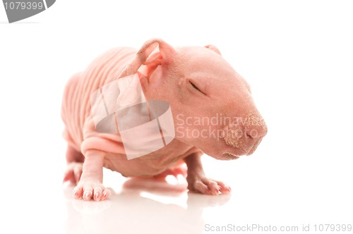 Image of skinny guinea pig