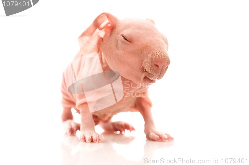 Image of skinny guinea pig