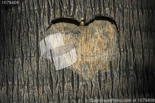 Image of heart carved in tree trunk