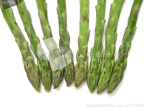 Image of Asparagus 2