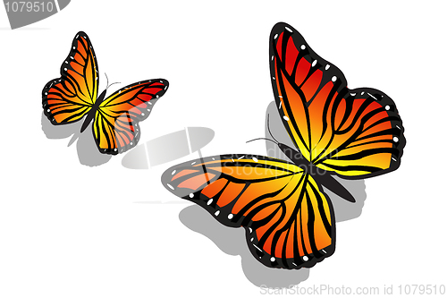 Image of pair of butterfly