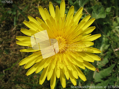 Image of dandelion