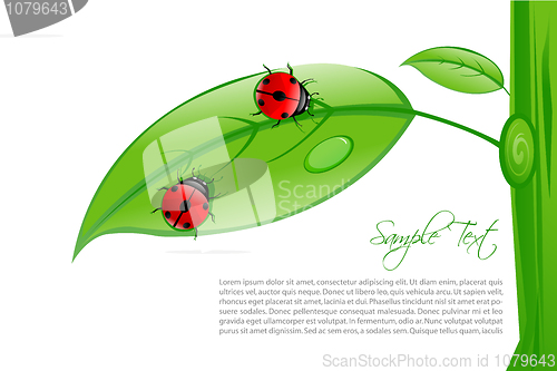 Image of lady bug on leaf with sample text