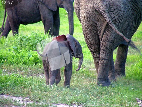 Image of Baby elephant