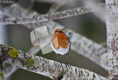 Image of Red robin