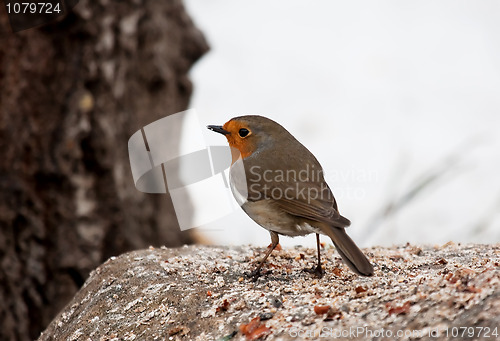 Image of Red robin