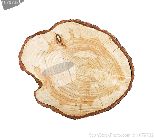 Image of Tree stump isolated