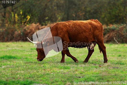 Image of Brown cattle